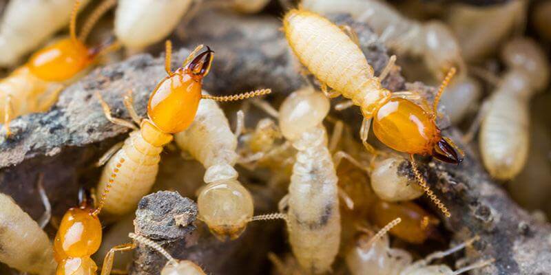 any-pest-controller-termite-control